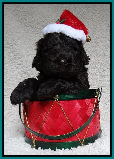 Darling Hero pups 4 wks old 104