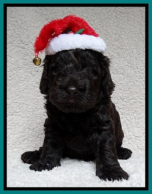 Darling Hero pups 4 wks old 107