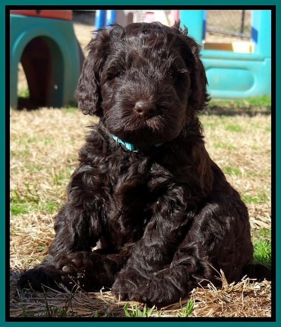 Darling Hero pups 5 wks old 311