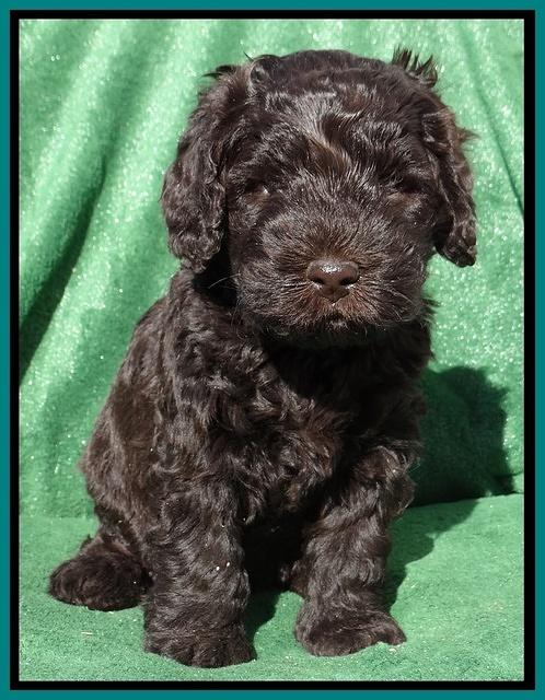 Darling Hero pups 5 wks old 331