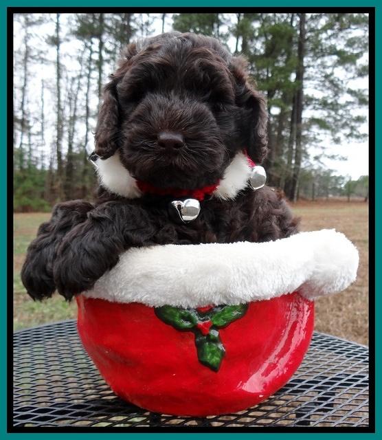 Darling Hero pups 6 wks old 351