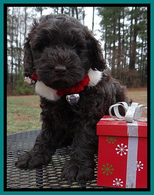 Darling Hero pups 6 wks old 361