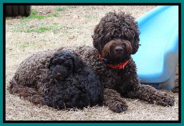 Darling Hero pups 7 wks old 391