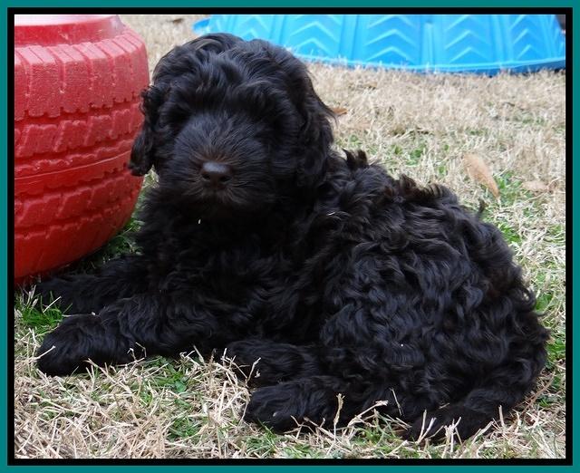 Darling Hero pups 7.5 weeks old 251