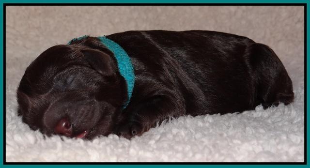 Darling Hero pups newborn 055