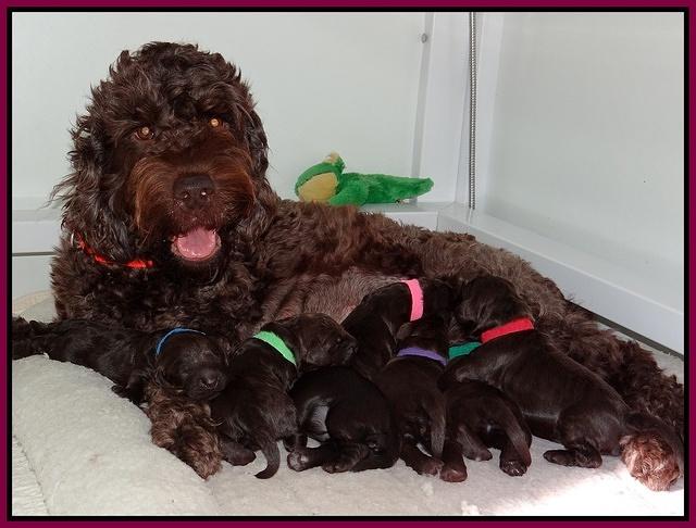 Darling Hero pups 1 wk old 11