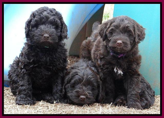 Darling Hero pups 7 wks old 421