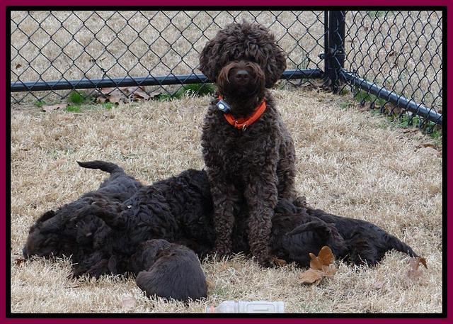 Darling Hero pups 7 wks old 451