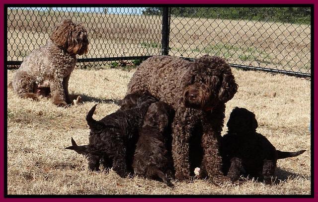 Darling Hero pups 7 wks old 471