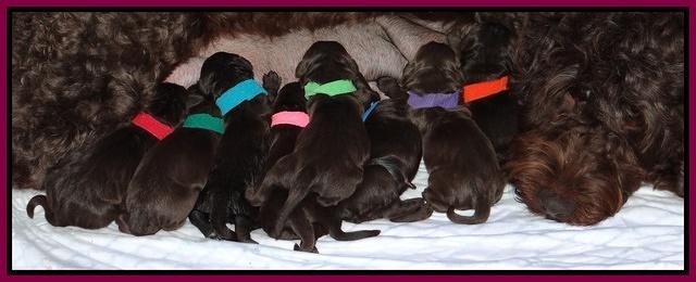Darling Hero pups newborn 010