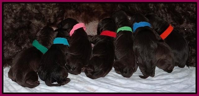 Darling Hero pups newborn 016