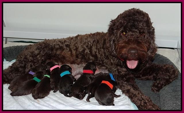 Darling Hero pups newborn 020