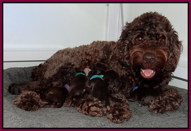 Darling Hero pups newborn 058