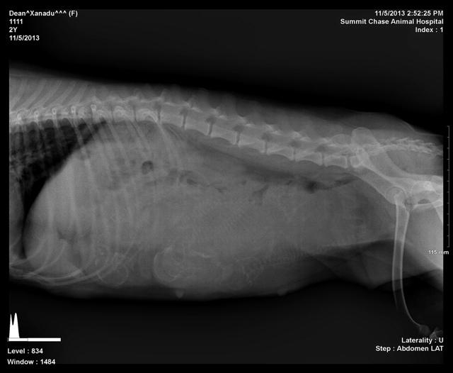 Xana Tex Preg 1 xray 1