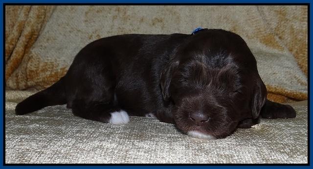Xana Texas pups 2 wks old 008