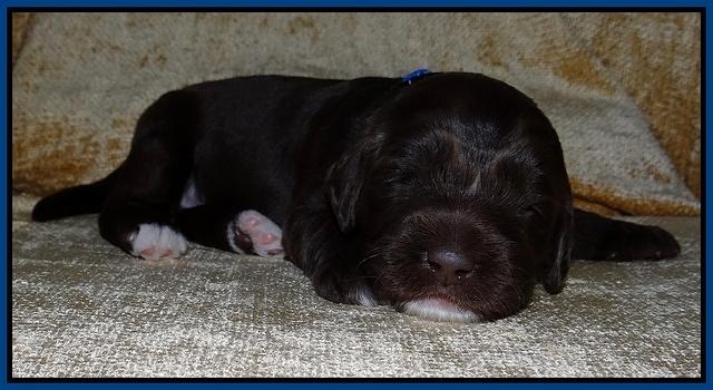 Xana Texas pups 2 wks old 010
