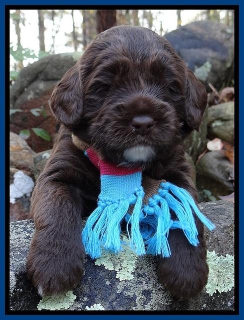 Xana Texas pups 3 wks old 014