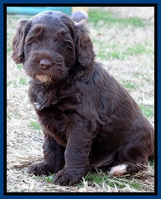 Xana Texas pups 5 wks old 41