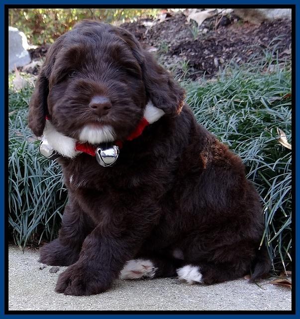 Xana Texas pups 6 wks old 11