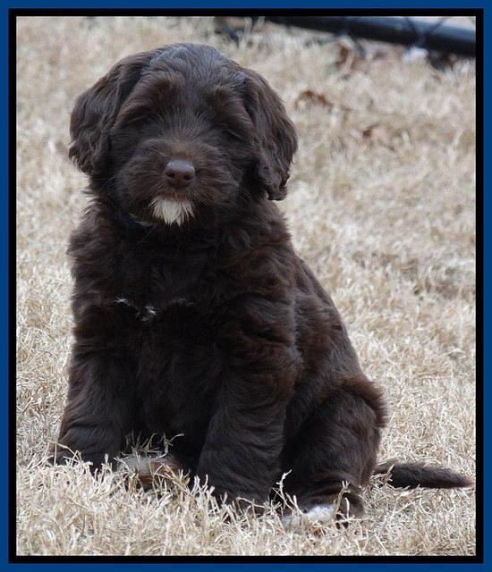 Xana Texas pups 7 wks old 51