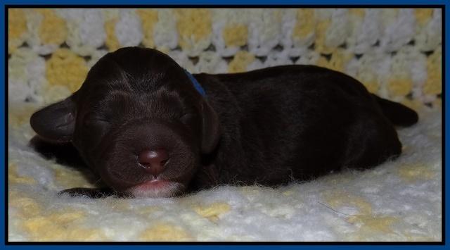 Xana Texas pups newborn 21