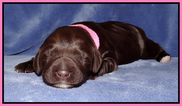Xana Texas pups 1 wk old 030