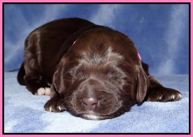 Xana Texas pups 1 wk old 033