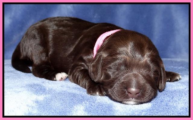 Xana Texas pups 1 wk old 034