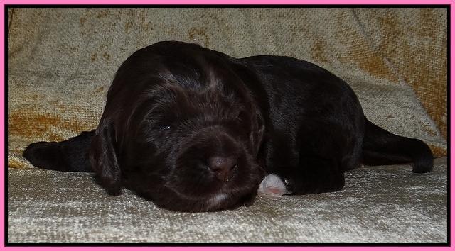 Xana Texas pups 2 wks old 003