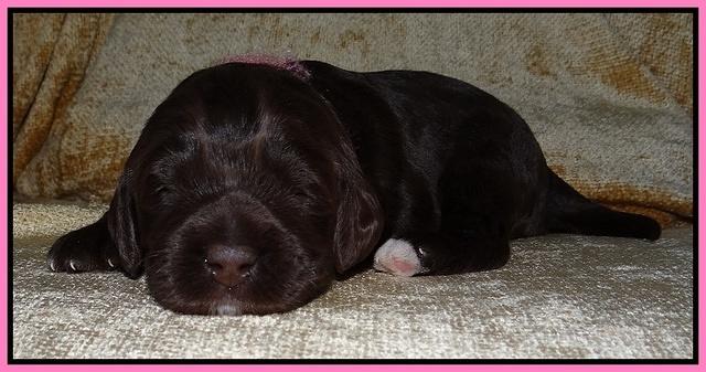 Xana Texas pups 2 wks old 005