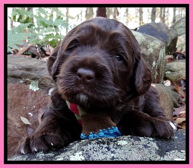 Xana Texas pups 3 wks old 022