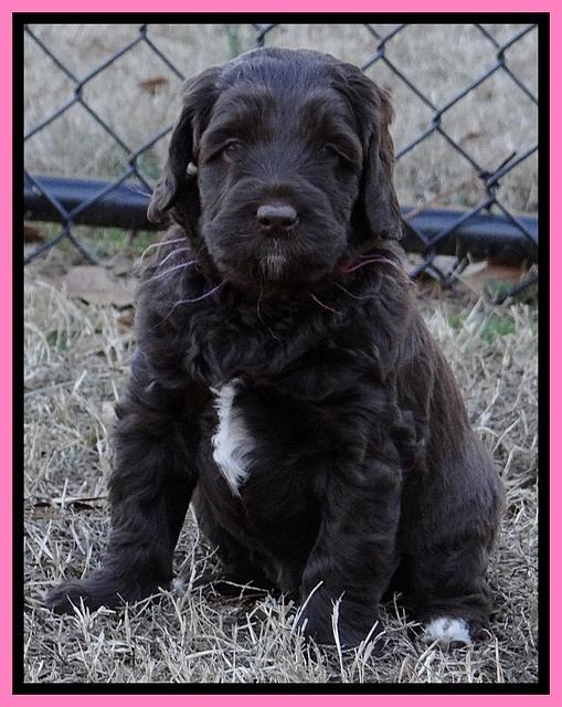 Xana Texas pups 5 wks old 112