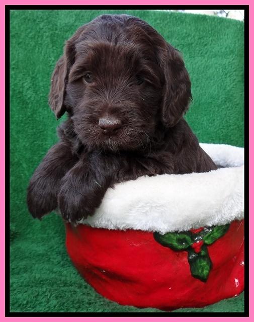 Xana Texas pups 5 wks old 41_2