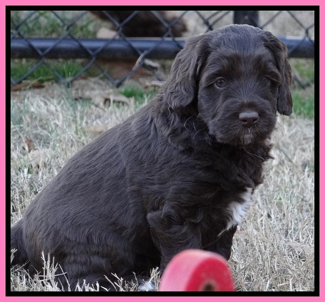 Xana Texas pups 5 wks old 82