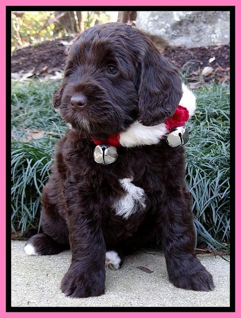 Xana Texas pups 6 wks old #23