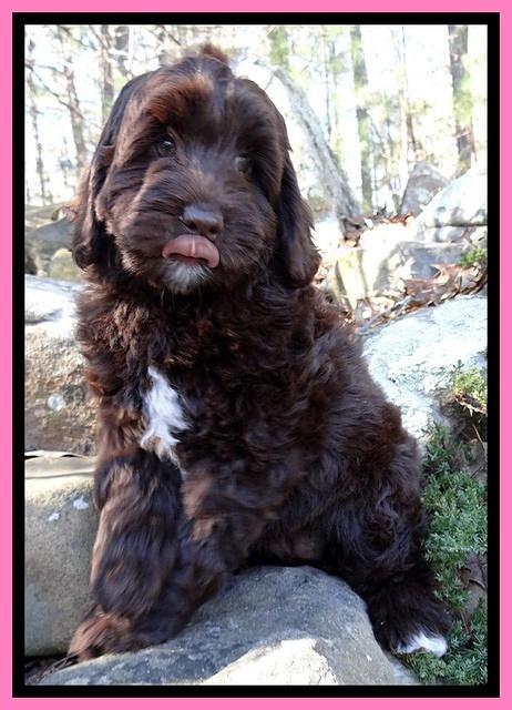 Xana Texas pups 8 wks old 006