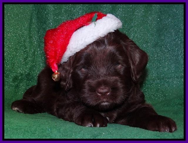 Xana Texas pups 4 weeks old 053