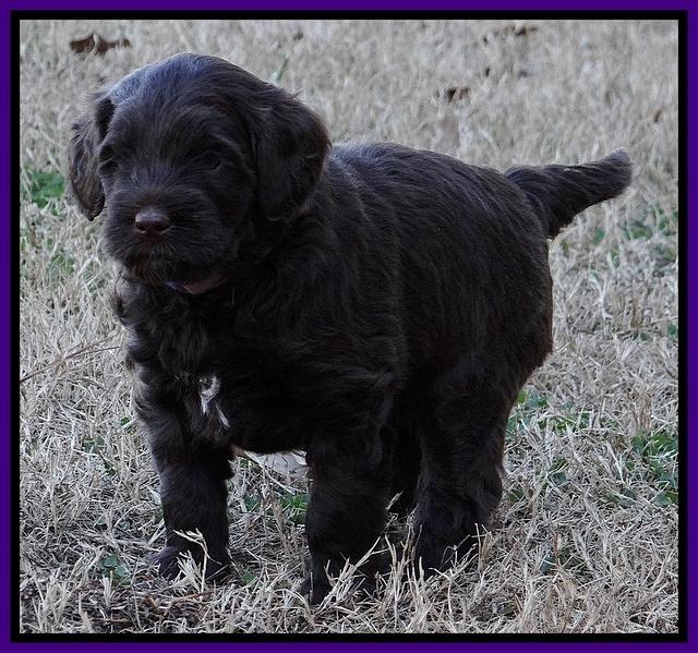 Xana Texas pups 5 wks old 132