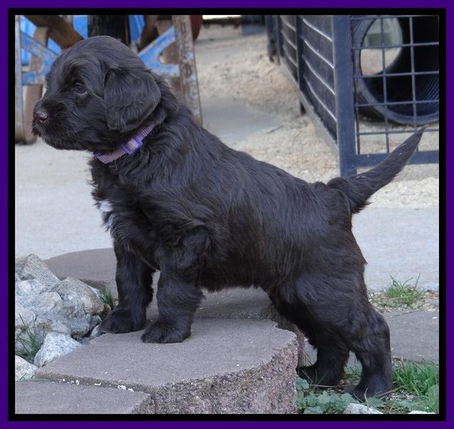 Xana Texas pups 5 wks old 72