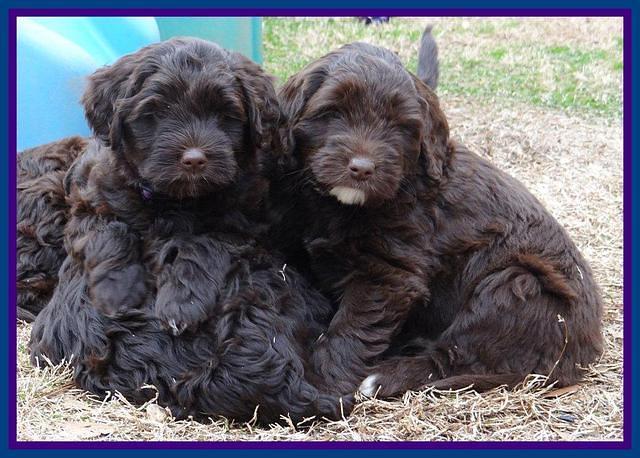 Xana Texas pups 7 wks old 11