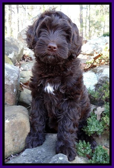 Xana Texas pups 8 wks old 11
