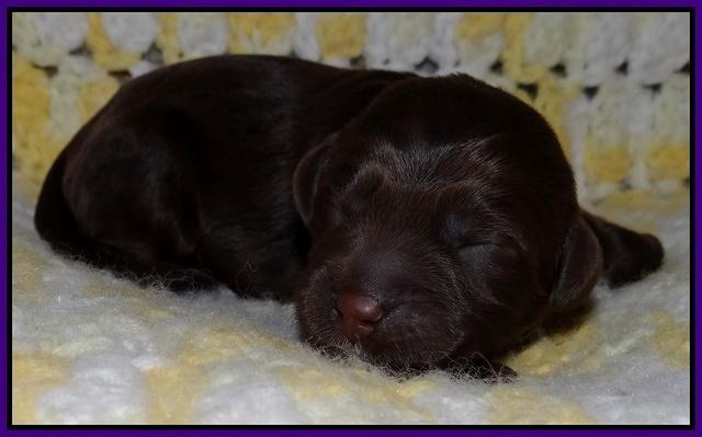 Xana Texas pups newborn 91