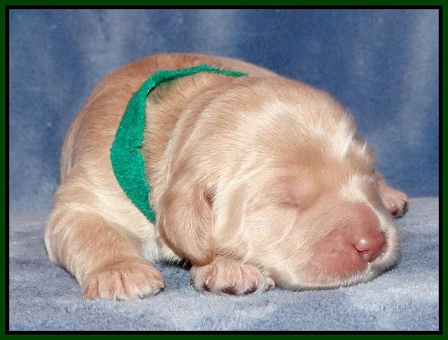 Xana Texas pups 1 wk old 051