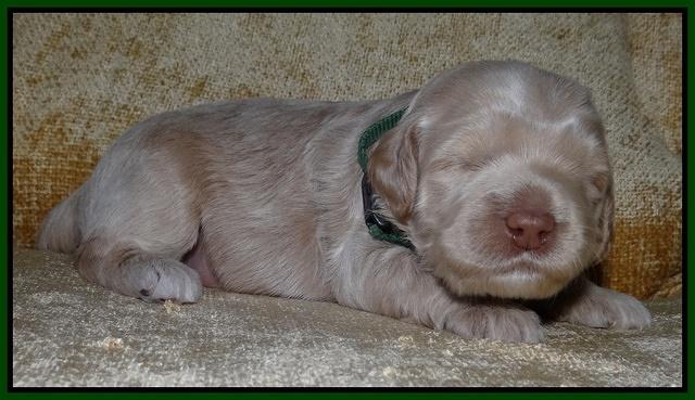 Xana Texas pups 2 wks old 041