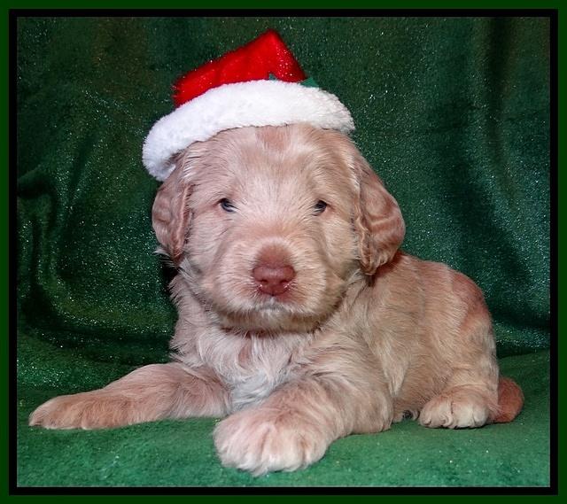 Xana Texas pups 4 weeks old 038