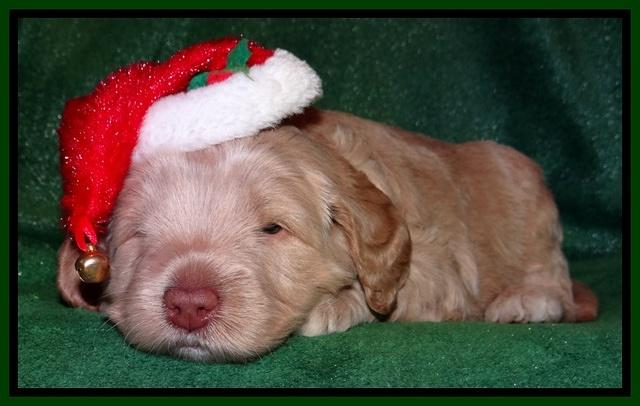 Xana Texas pups 4 weeks old 040