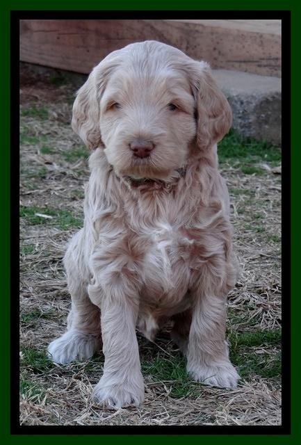 Xana Texas pups 5 wks old 12