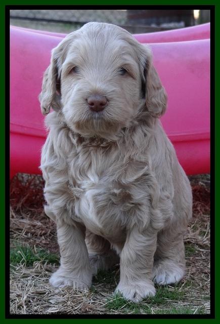 Xana Texas pups 5 wks old 142