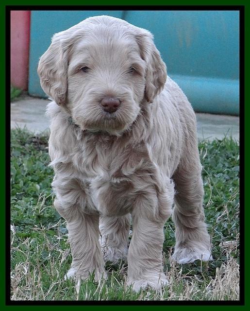 Xana Texas pups 5 wks old 21