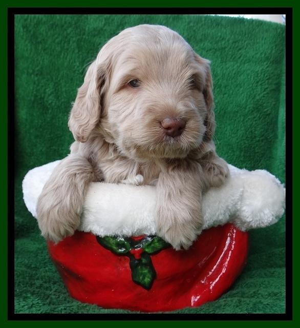 Xana Texas pups 5 wks old 71